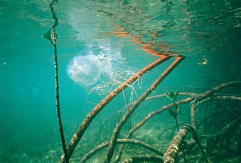 Box Jellyfish Sting: Emergency First Aid, Side Effects, and Symptoms