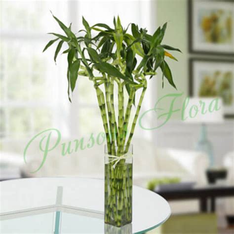 Buy / Send 10 Spiral Bamboo Plant Online | Way2flowers