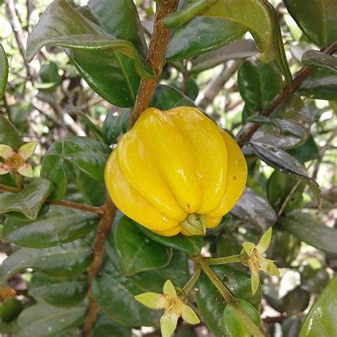 Eugenia Selloi A Rare Fruit That IS Cultivated In Some Parts Of