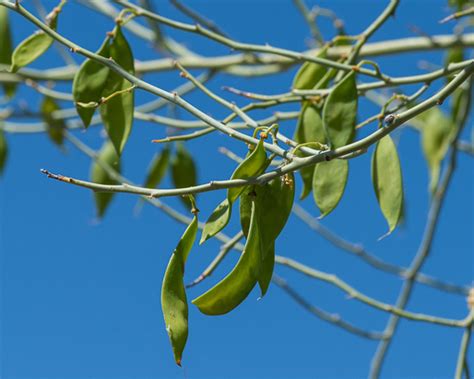 Parkinsonia florida