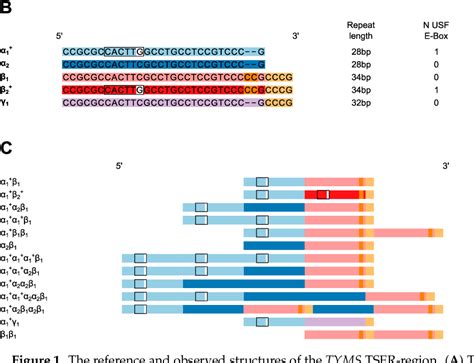 Figure 1 From A Novel Nomenclature For Repeat Motifs In The Thymidylate