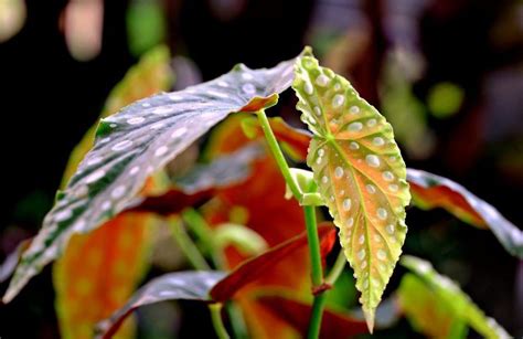 Begonia Maculata Se Le Foglie Sono Gialle Questi I Possibili Errori