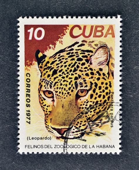 Cancelled Postage Stamp Printed By Cuba That Shows Leopard Editorial