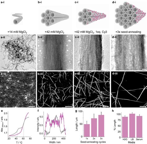 Structural Characterization Of Dna Nanotubes And Fibers A Dna