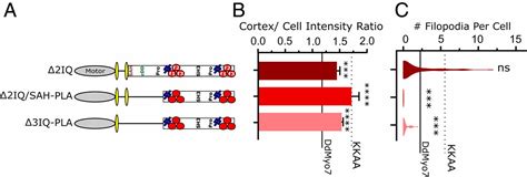 Optimized filopodia formation requires myosin tail domain cooperation ...