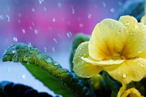 Flower In The Rain Stock Image Image Of Close Spring 22168455