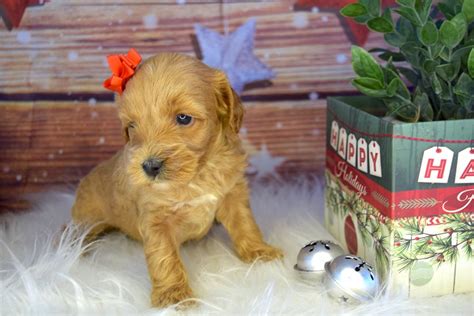 Henna Cockapoo Puppy For Sale Near South Bend Michiana Indiana