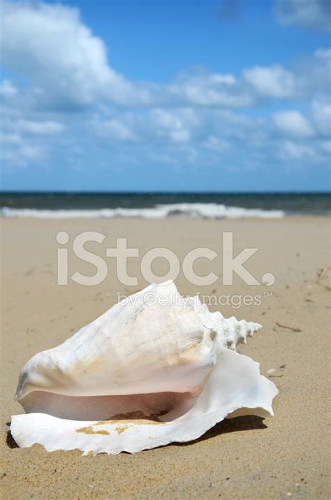 Conch Shell Stock Photo | Royalty-Free | FreeImages