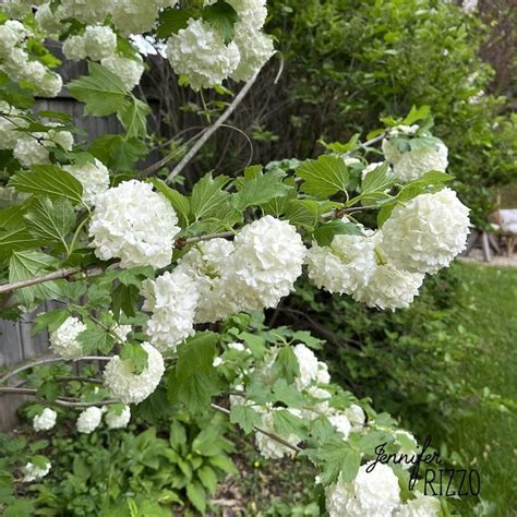 Tips For Growing A Snowball Bush Viburnum Care And Planting Advice Tips Tree Planting