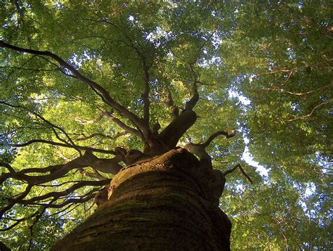 Chestnut tree Free Photo Download | FreeImages