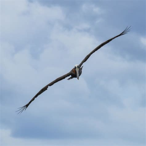 Pelican Free Stock Photo Public Domain Pictures