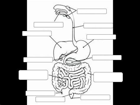 Label Human Digestive System Quiz 3 Digestive System Worksheets