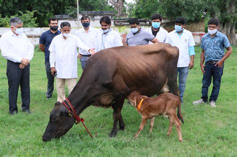 Ivf के माध्यम से गाय ने बछड़ी को दिया जन्म जानिए वैज्ञानिकों ने कैसे