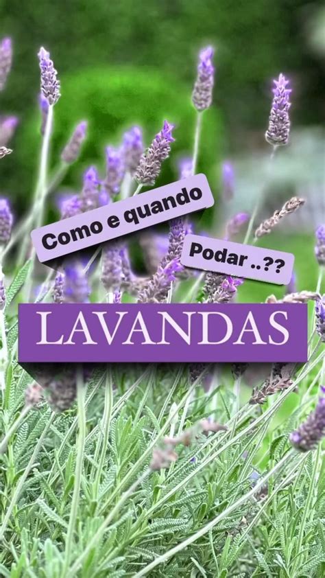 Lavandascomo E Quando Podar Horticultura Jardinagem Horta