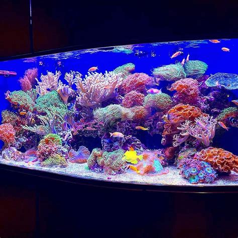 Reef Tank Reef Tank Soft Corals Reef