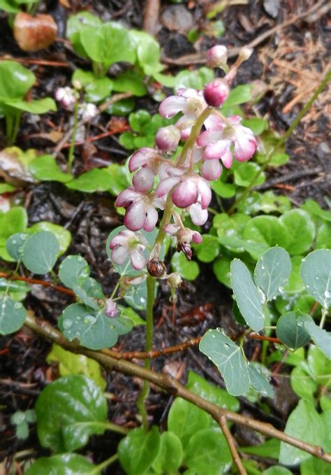 Alpine Pyrola Pyrola Asarifolia Wild Flowers Plants Garden