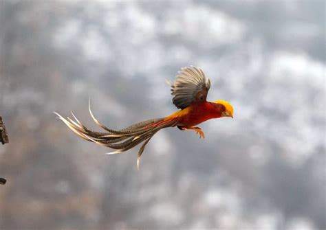 Real Phoenix Bird A Greek Mythical Creature Petsnurturing