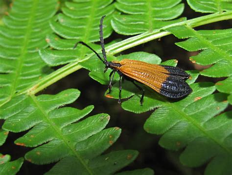 Beetle Calopteron Terminale Bugguide Net