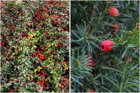 8 Beautiful Evergreen Shrubs With Red Berries