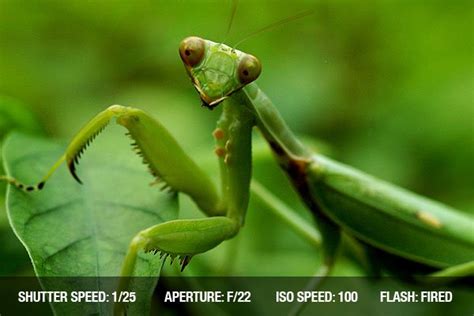 insect macro photography photographing insects choosing  macro lens