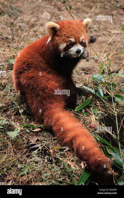 Red Panda, Chengdu Panda Reserve, Sichuan, China, Asia Stock Photo - Alamy