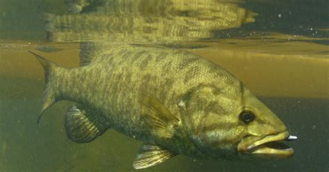 Intersex Fish Showing Up In Pennsylvania Rivers Cbs News