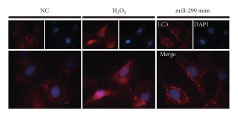 Mir 299 5p Reversed H2o2 Induced Apoptosis And Autophagy Of Np Cells By