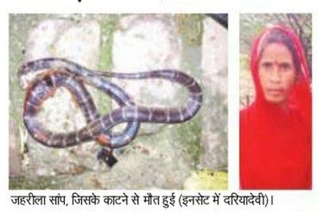 A Woman Dies Due To Poisonous Snake Bite जहरीले सर्प के काटने से एक