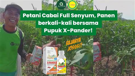 Petani Cabai Full Senyum Panen Berkali Kali Bersama Pupuk X Pander