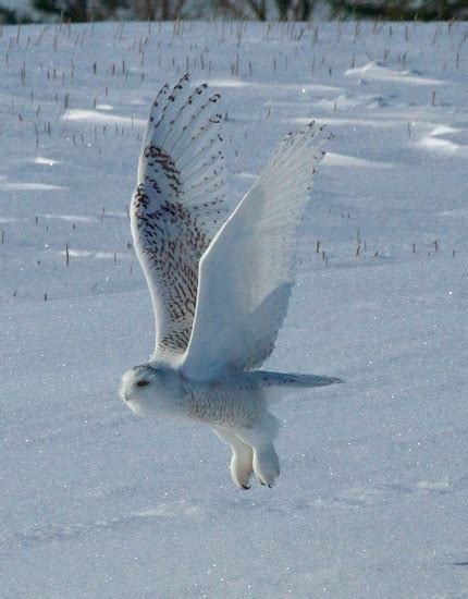 3rd Line Snowy Owl Still Being Seen Drew Monkman