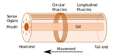 Hydrostatic skeleton - Wikipedia