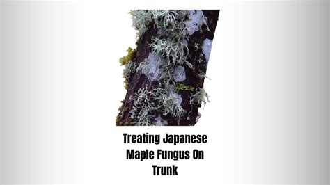 Japanese Maple Fungus On Trunk: Types, Causes & Treatment