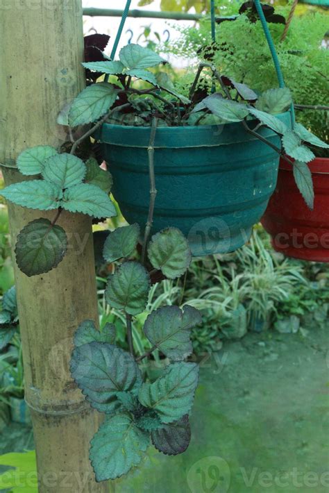 Episcia cupreata leaf plant on hanging pot 28131377 Stock Photo at Vecteezy