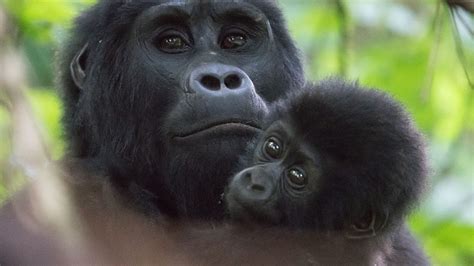 Flying Buhoma Mountain Gorilla Safaris Guaranteed Gorilla Permits