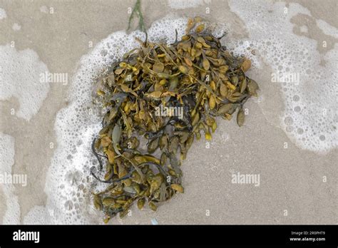 Algas marinas en la costa fotografías e imágenes de alta resolución Alamy