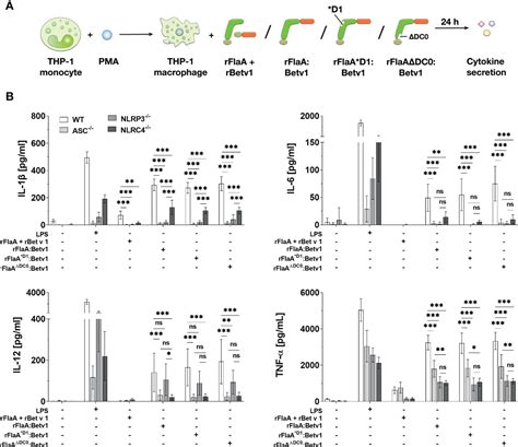 Frontiers A Flagellin Conjugate Protein Induces Dual Nlrc And Nlrp