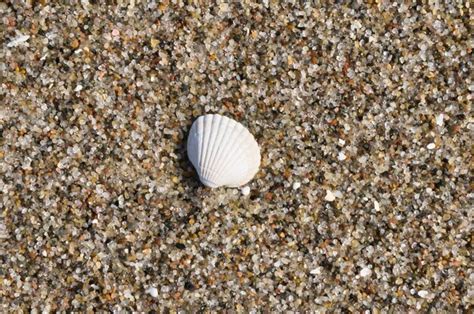 Concha Na Areia Na Praia Dos Seixos Do Mar B Ltico Na Costa Foto