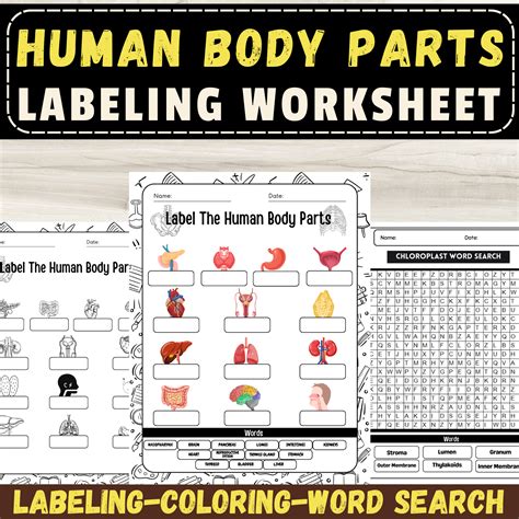 Human Anatomy Body Parts Labeling Worksheet Set With Activites