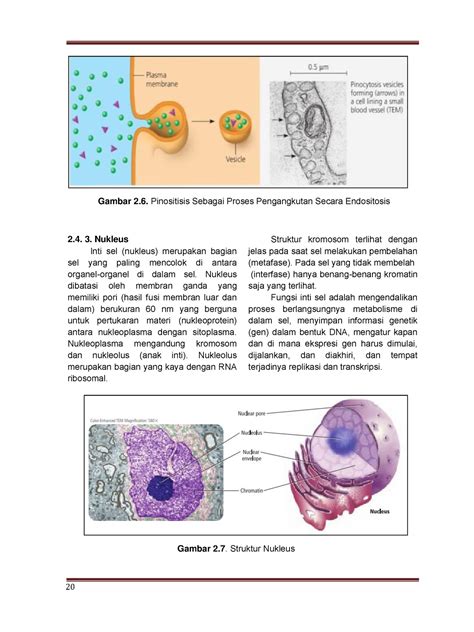 127438218 6 Struktur Dan Fungsi Sel Nukleus Inti Sel Nukleus