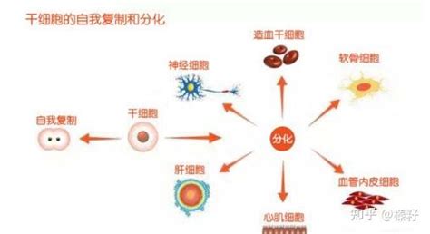 一文详解：打干细胞回落期是多久？脐带血干细胞回输好处？ 知乎