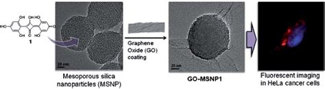 Schematic Representation Showing The Loading Of Squaraine Dye Inside