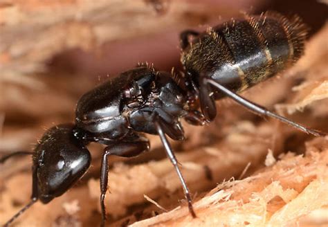 Queen Black Carpenter Ant Camponotus Pennsylvanicus Bugguide Net