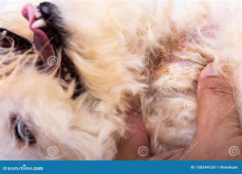 Vet Examining Dog Body Skin with Bad Yeast Fungal Infection Stock Photo ...