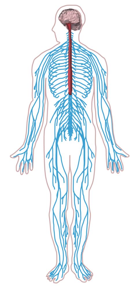 Nervous System Diagram For Kids