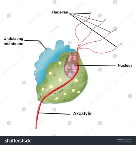 Trichomonas Vaginalis Anaerobic Flagellated Protozoan Parasite Stock Illustration 1792413004