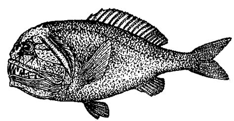 Обыкновенный саблезуб | это... Что такое Обыкновенный саблезуб?