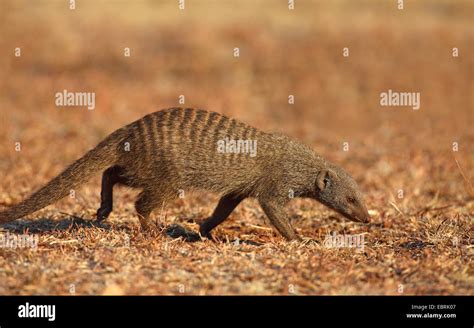 Zebra Mongoose Mungos Mungo Hi Res Stock Photography And Images Alamy