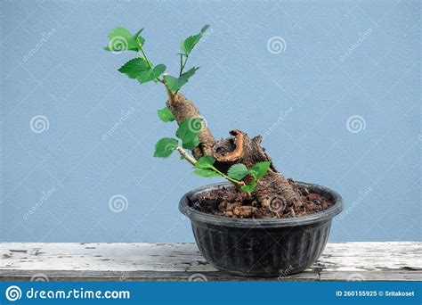 Bonsai Mulberry And Fig Tree Royalty-Free Stock Photography ...