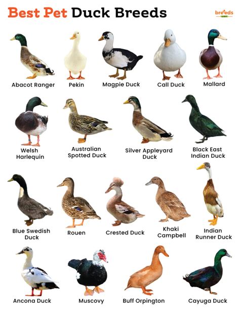 List of Best Pet Duck Breeds With Pictures