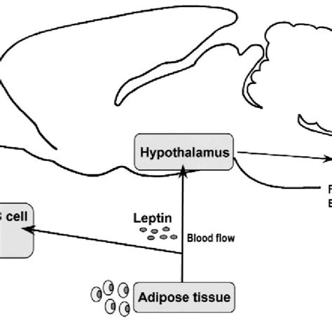 Principal Action Of Leptin In The Central Nervous System Expression Of